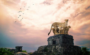 Cheetah Best HD Wallpaper 29032