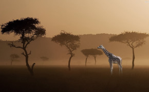 Giraffe Background Wallpaper 29800