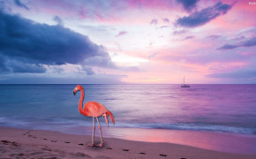 Flamingo HD Wallpapers 29780