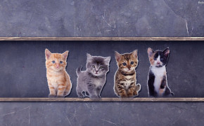 Kitten Best Wallpaper 29867