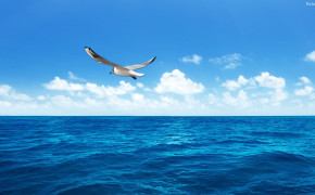 Gull HD Wallpapers 29827