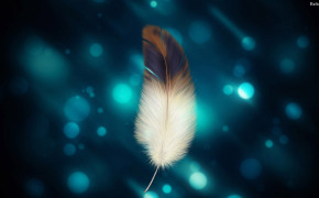 Feather Wallpaper 29755