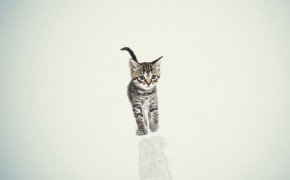 Kitten Background Wallpaper 29866