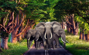 Elephant Background Wallpaper 29722