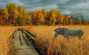 Zebra HD Desktop Wallpaper 30006