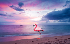 Flamingo Desktop Wallpaper 29778