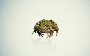 Frog Desktop Wallpaper 29793