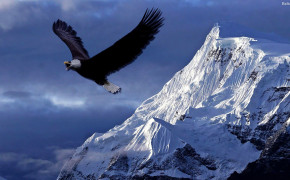 Eagle Widescreen Wallpapers 29695