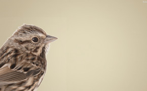 Sparrow Background Wallpaper 29934