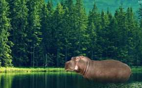 Hippo Best Wallpaper 30504