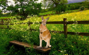Kangaroo Desktop Wallpaper 30619