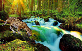Jaguar HD Wallpapers 30589