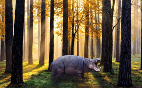 Hippo HD Wallpapers 30508