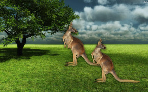 Kangaroo HD Background Wallpaper 30620