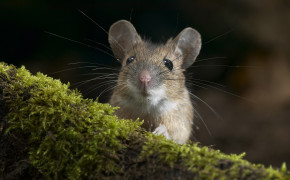 Mouse Images 02835