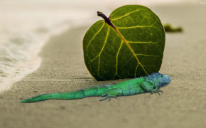 Lizard Desktop Wallpaper 30727