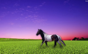 Horse HD Desktop Wallpaper 30519