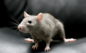 Mouse 02842