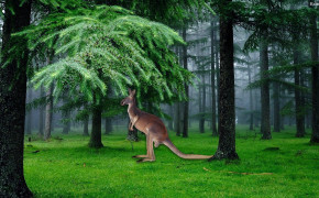 Kangaroo HD Desktop Wallpaper 30621