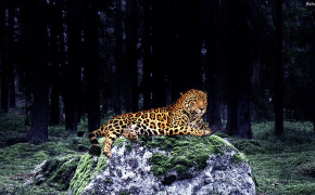 Leopard Wallpaper HD 30693