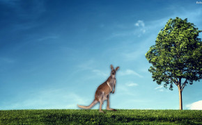 Kangaroo High Definition Wallpaper 30624