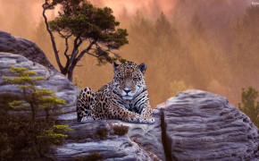 Leopard High Definition Wallpaper 30692