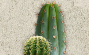 Cactus Background Wallpaper 30179