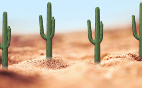 Cactus HD Wallpapers 30186