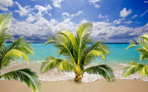 Palm Tree Desktop Wallpaper 30807