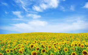 Sunflower Landscape Wallpaper 03125