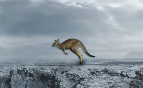 Kangaroo Background Wallpaper 30616