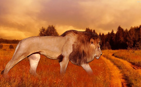 Lion HQ Desktop Wallpaper 30720