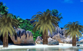 Palm Tree HD Desktop Wallpaper 30808