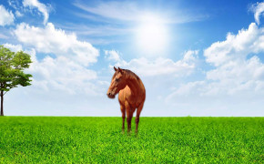 Horse Desktop Wallpaper 30517