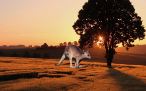 Kangaroo HQ Desktop Wallpaper 30626
