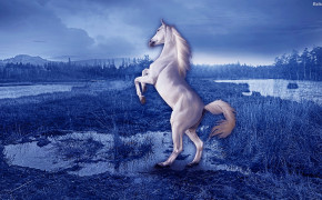 Horse HD Wallpapers 30521