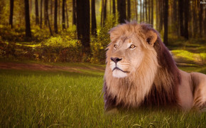 Lion Best Wallpaper 30712