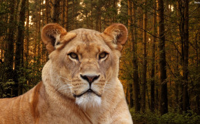 Lion HD Wallpapers 30717