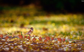 Autumn Background Wallpapers 30157