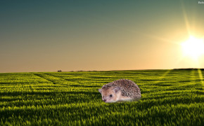 Hedgehog HD Wallpaper 30491