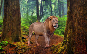 Lion HD Wallpaper 30716