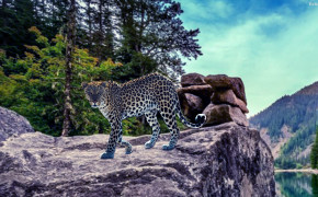 Leopard Desktop Wallpaper 30688