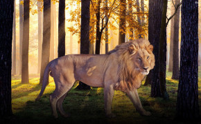 Lion HD Background Wallpaper 30714