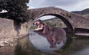 Hippo HD Desktop Wallpaper 30506