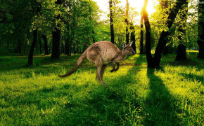 Kangaroo Background Wallpapers 30617