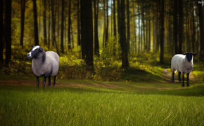 Sheep HD Desktop Wallpaper 31856