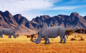 Rhino Wallpaper 31798