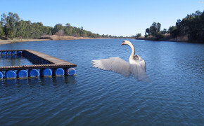 Swan Background HD Wallpapers 31980