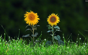 Sunflower Desktop HD Wallpaper 31969