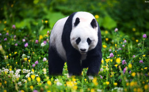 Panda Best HD Wallpaper 31640